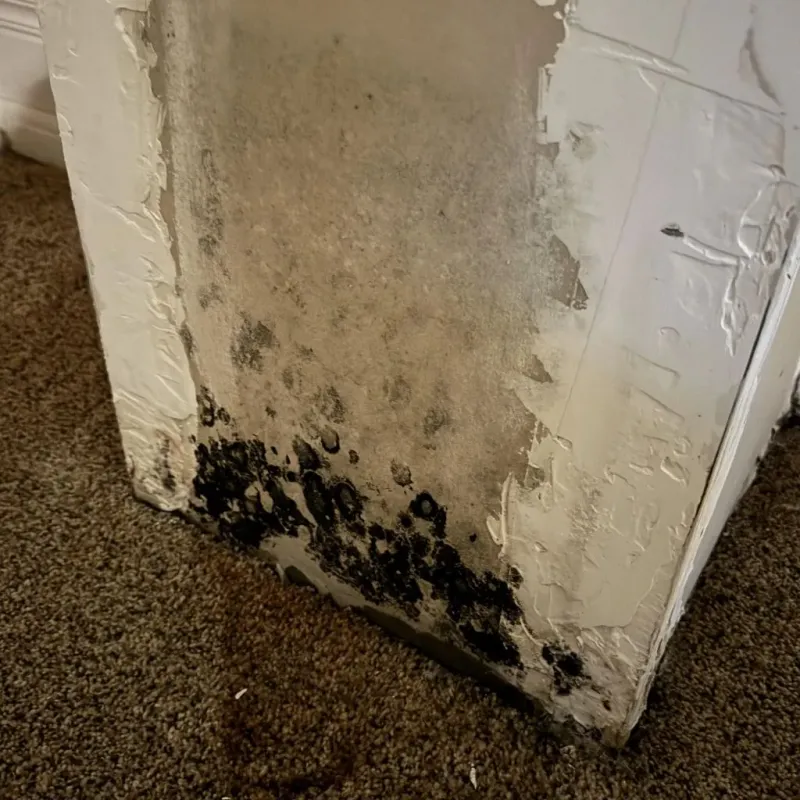 Professional Mold Removal in Woodbury, CT